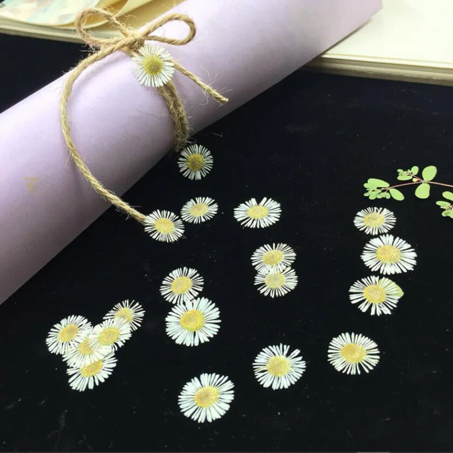 60pcs Pressed Dried Erigeron Annuus Flower Plants Herbarium For Wedding Party Home Pendant Necklace Craft DIY Accessories