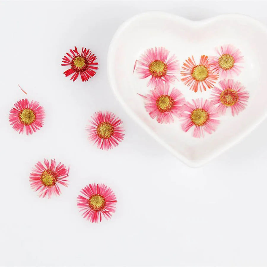 60pcs Pressed Dried Erigeron Annuus Flower Plants Herbarium For Wedding Party Home Pendant Necklace Craft DIY Accessories