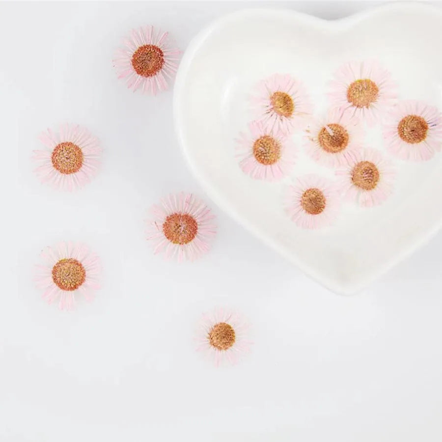 60pcs Pressed Dried Erigeron Annuus Flower Plants Herbarium For Wedding Party Home Pendant Necklace Craft DIY Accessories