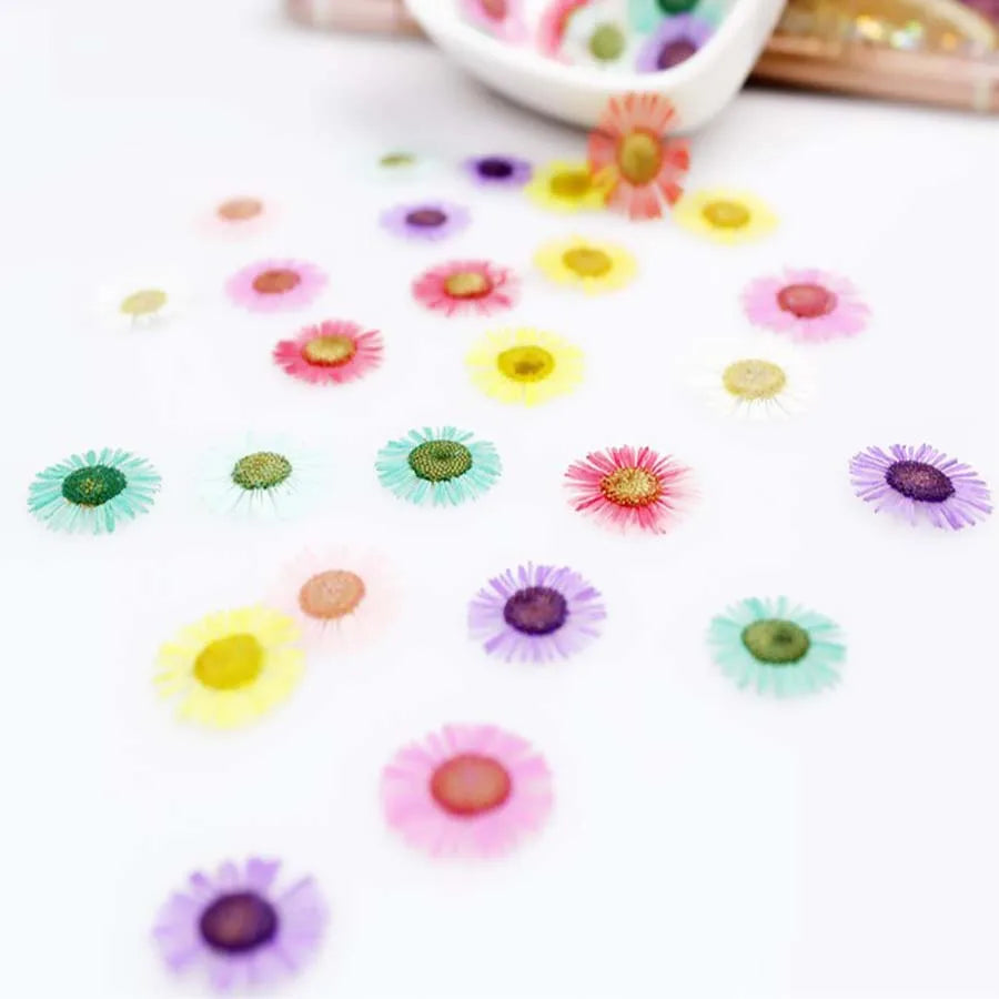 60pcs Pressed Dried Erigeron Annuus Flower Plants Herbarium For Wedding Party Home Pendant Necklace Craft DIY Accessories