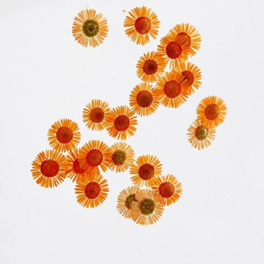 60pcs Pressed Dried Erigeron Annuus Flower Plants Herbarium For Wedding Party Home Pendant Necklace Craft DIY Accessories