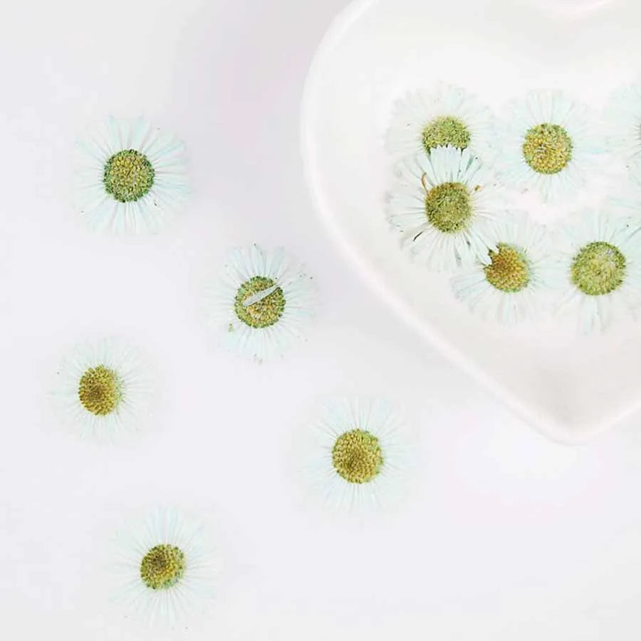 60pcs Pressed Dried Erigeron Annuus Flower Plants Herbarium For Wedding Party Home Pendant Necklace Craft DIY Accessories