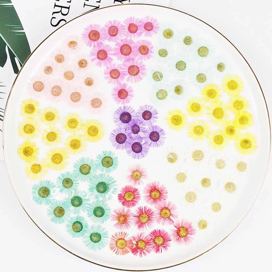 60pcs Pressed Dried Erigeron Annuus Flower Plants Herbarium For Wedding Party Home Pendant Necklace Craft DIY Accessories