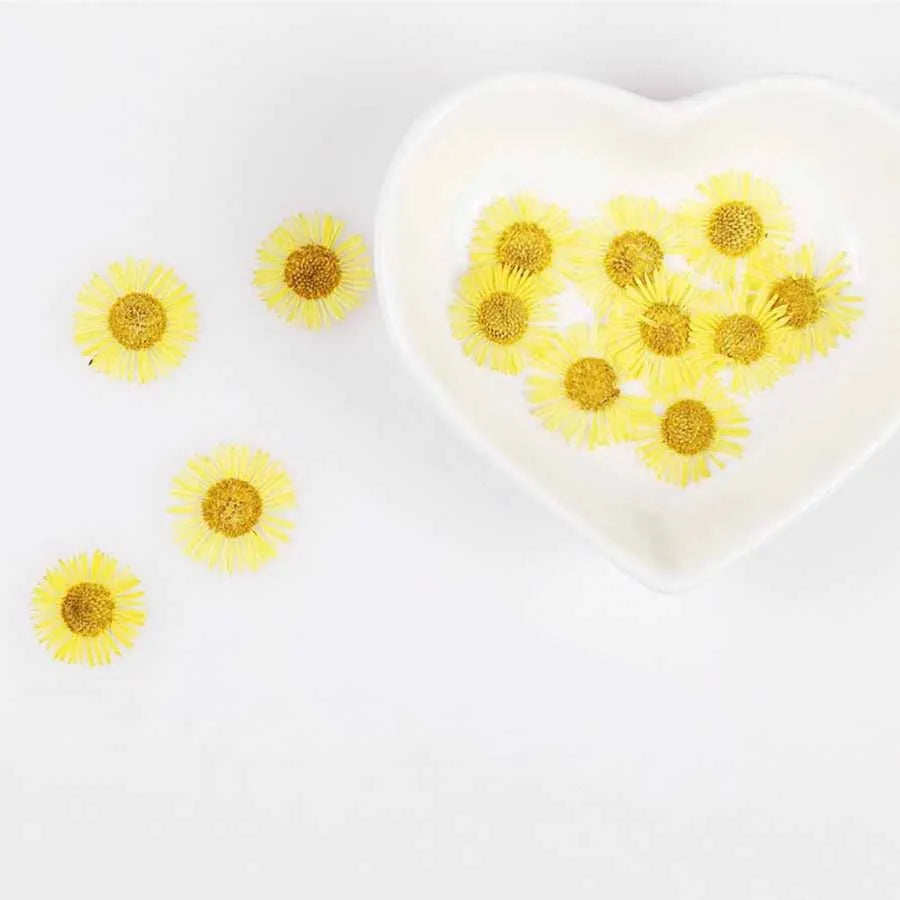 60pcs Pressed Dried Erigeron Annuus Flower Plants Herbarium For Wedding Party Home Pendant Necklace Craft DIY Accessories