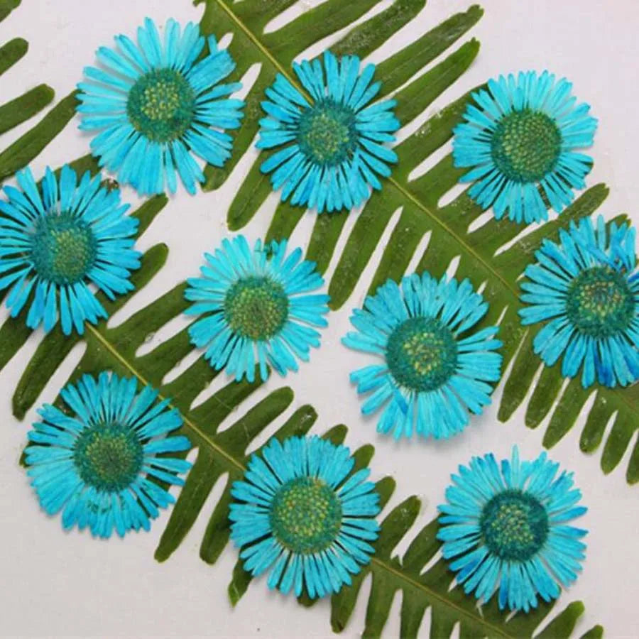 60pcs Pressed Dried Erigeron Annuus Flower Plants Herbarium For Wedding Party Home Pendant Necklace Craft DIY Accessories