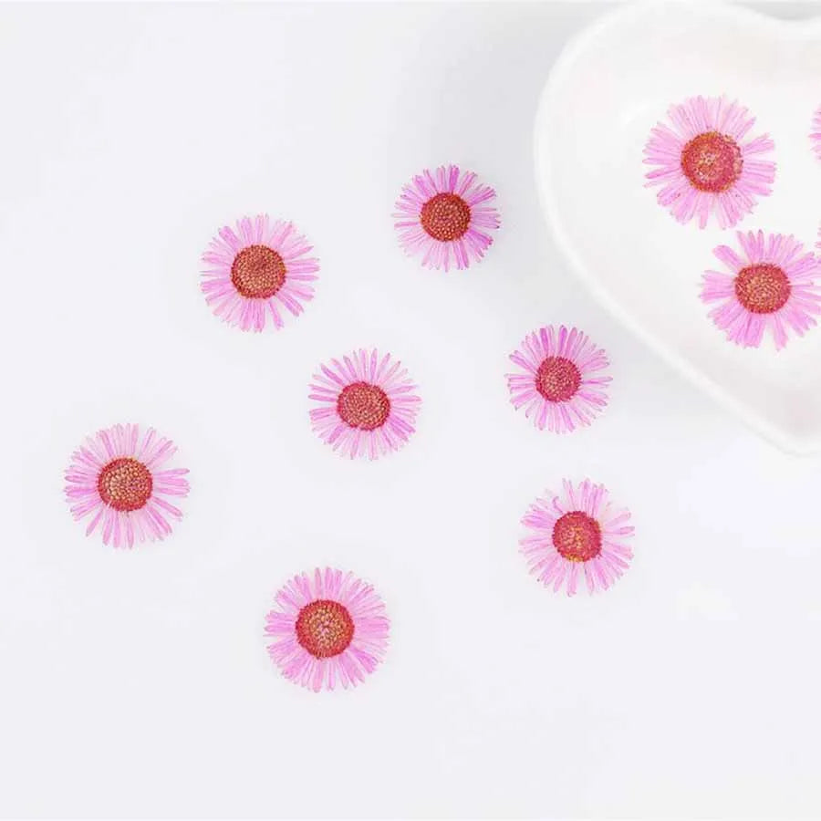 60pcs Pressed Dried Erigeron Annuus Flower Plants Herbarium For Wedding Party Home Pendant Necklace Craft DIY Accessories