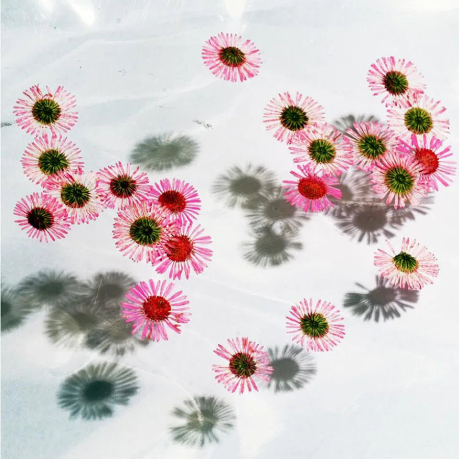 60pcs Pressed Dried Erigeron Annuus Flower Plants Herbarium For Wedding Party Home Pendant Necklace Craft DIY Accessories