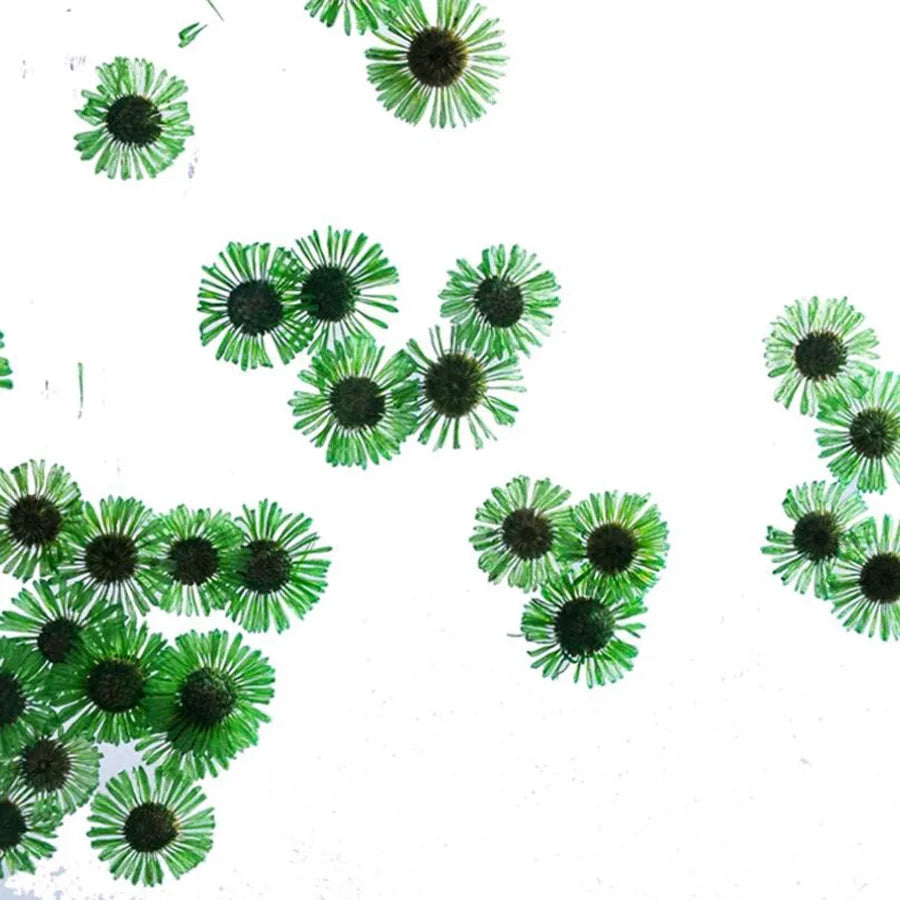 60pcs Pressed Dried Erigeron Annuus Flower Plants Herbarium For Wedding Party Home Pendant Necklace Craft DIY Accessories