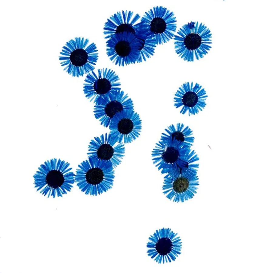 60pcs Pressed Dried Erigeron Annuus Flower Plants Herbarium For Wedding Party Home Pendant Necklace Craft DIY Accessories