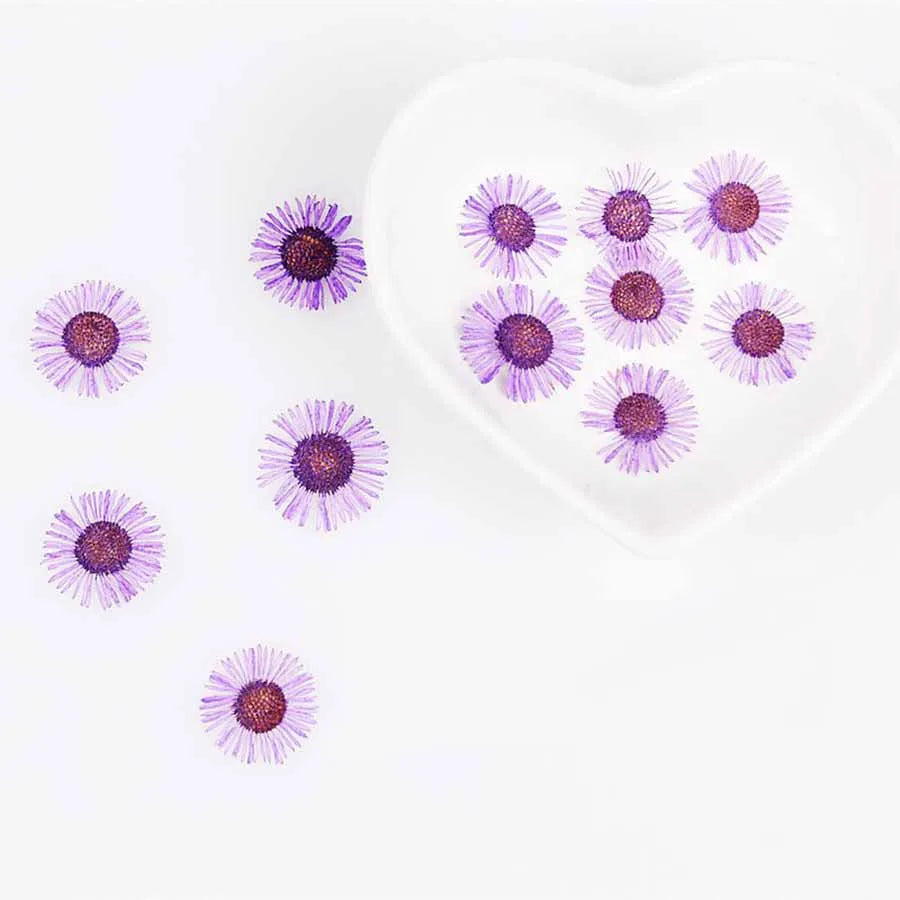 60pcs Pressed Dried Erigeron Annuus Flower Plants Herbarium For Wedding Party Home Pendant Necklace Craft DIY Accessories