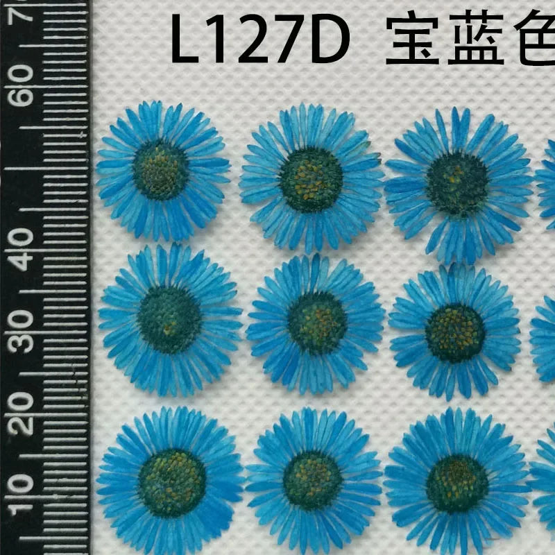 60pcs Pressed Dried Erigeron Annuus Flower Plants Herbarium For Wedding Party Home Pendant Necklace Craft DIY Accessories