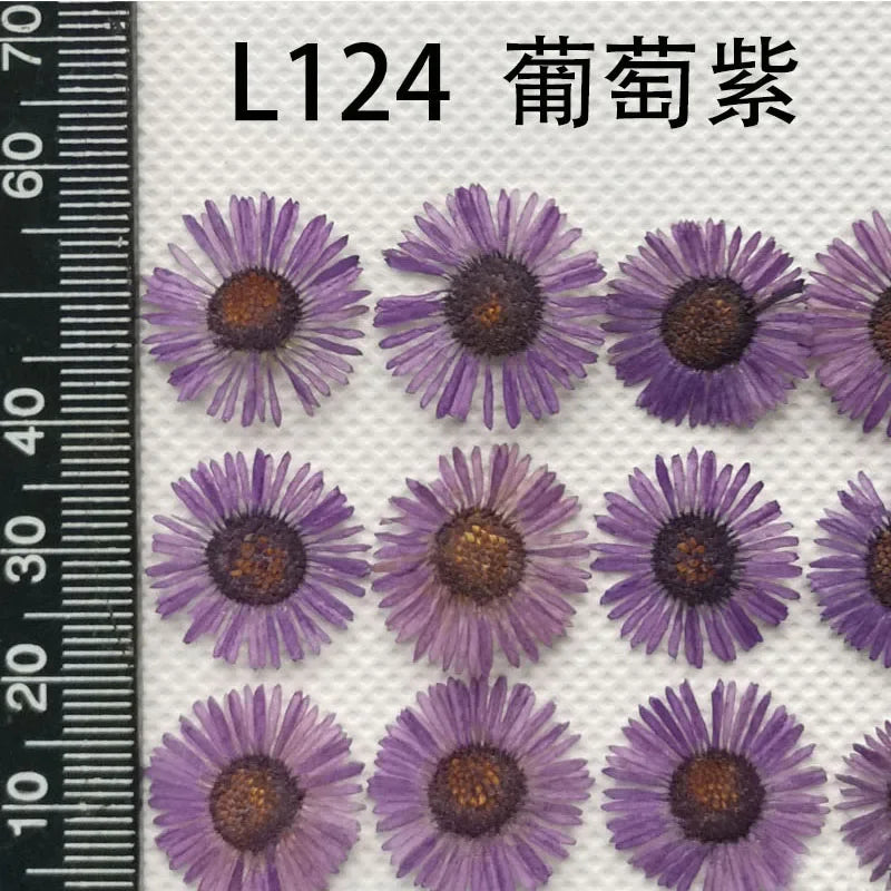 60pcs Pressed Dried Erigeron Annuus Flower Plants Herbarium For Wedding Party Home Pendant Necklace Craft DIY Accessories