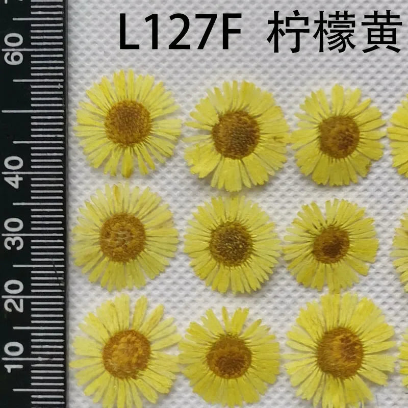 60pcs Pressed Dried Erigeron Annuus Flower Plants Herbarium For Wedding Party Home Pendant Necklace Craft DIY Accessories