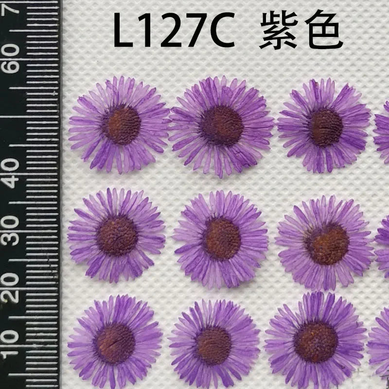 60pcs Pressed Dried Erigeron Annuus Flower Plants Herbarium For Wedding Party Home Pendant Necklace Craft DIY Accessories