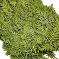 60pcs Pressed Dried Natural Artemisia Caruifolia Plant Herbarium For Jewelry Postcard Invitation Card Phone Case Bookmark DIY