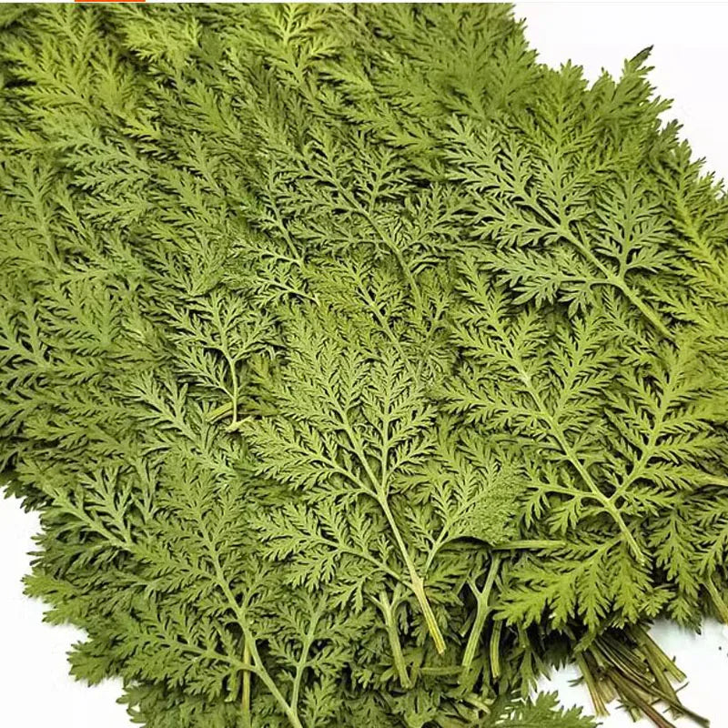 60pcs Pressed Dried Natural Artemisia Caruifolia Plant Herbarium For Jewelry Postcard Invitation Card Phone Case Bookmark DIY