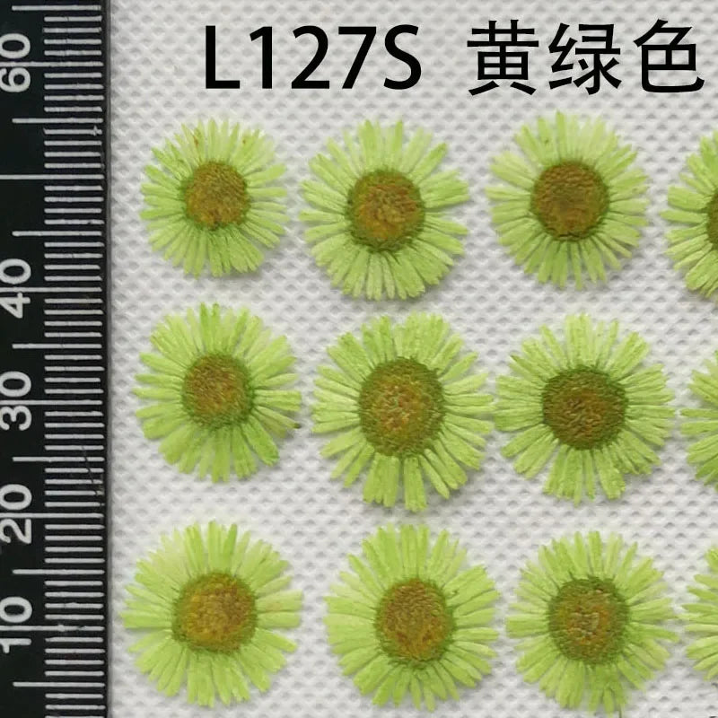 60pcs Pressed Dried Erigeron Annuus Flower Plants Herbarium For Wedding Party Home Pendant Necklace Craft DIY Accessories