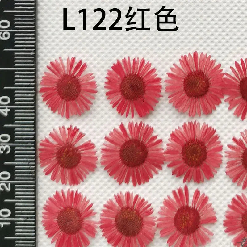 60pcs Pressed Dried Erigeron Annuus Flower Plants Herbarium For Wedding Party Home Pendant Necklace Craft DIY Accessories