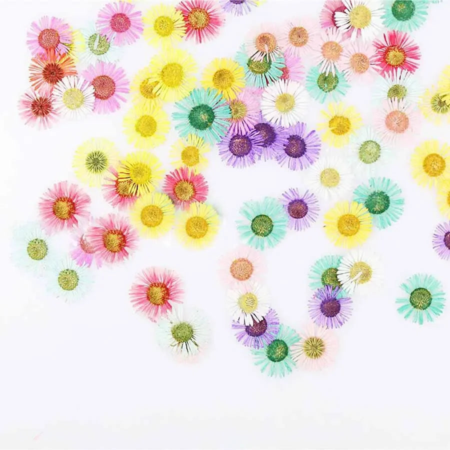 60pcs Pressed Dried Erigeron Annuus Flower Plants Herbarium For Wedding Party Home Pendant Necklace Craft DIY Accessories