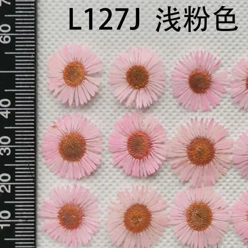 60pcs Pressed Dried Erigeron Annuus Flower Plants Herbarium For Wedding Party Home Pendant Necklace Craft DIY Accessories
