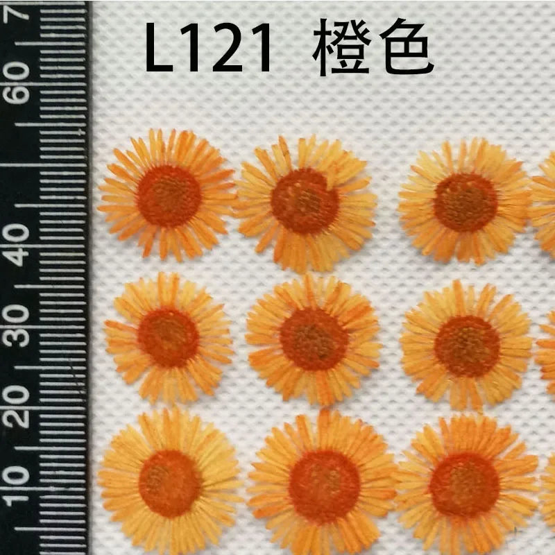 60pcs Pressed Dried Erigeron Annuus Flower Plants Herbarium For Wedding Party Home Pendant Necklace Craft DIY Accessories