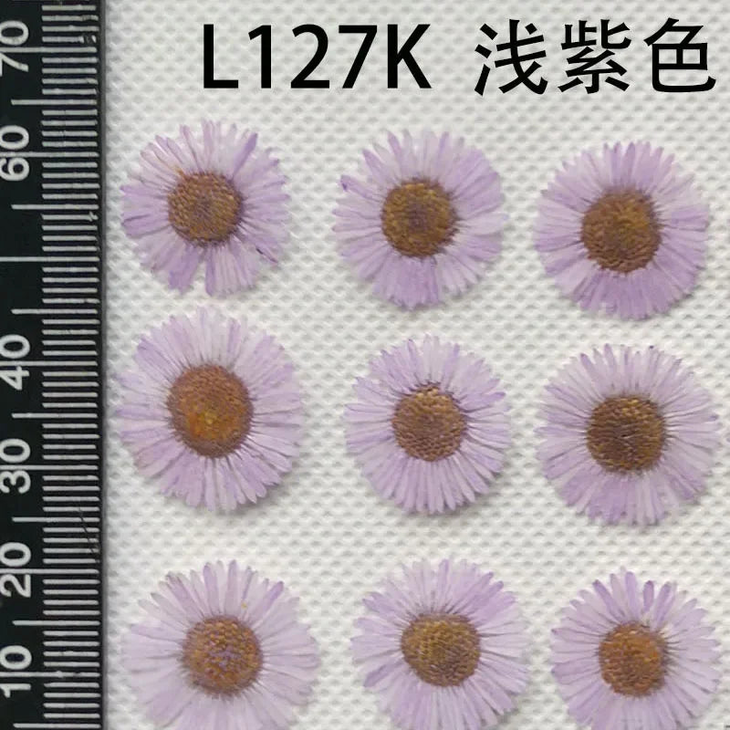 60pcs Pressed Dried Erigeron Annuus Flower Plants Herbarium For Wedding Party Home Pendant Necklace Craft DIY Accessories