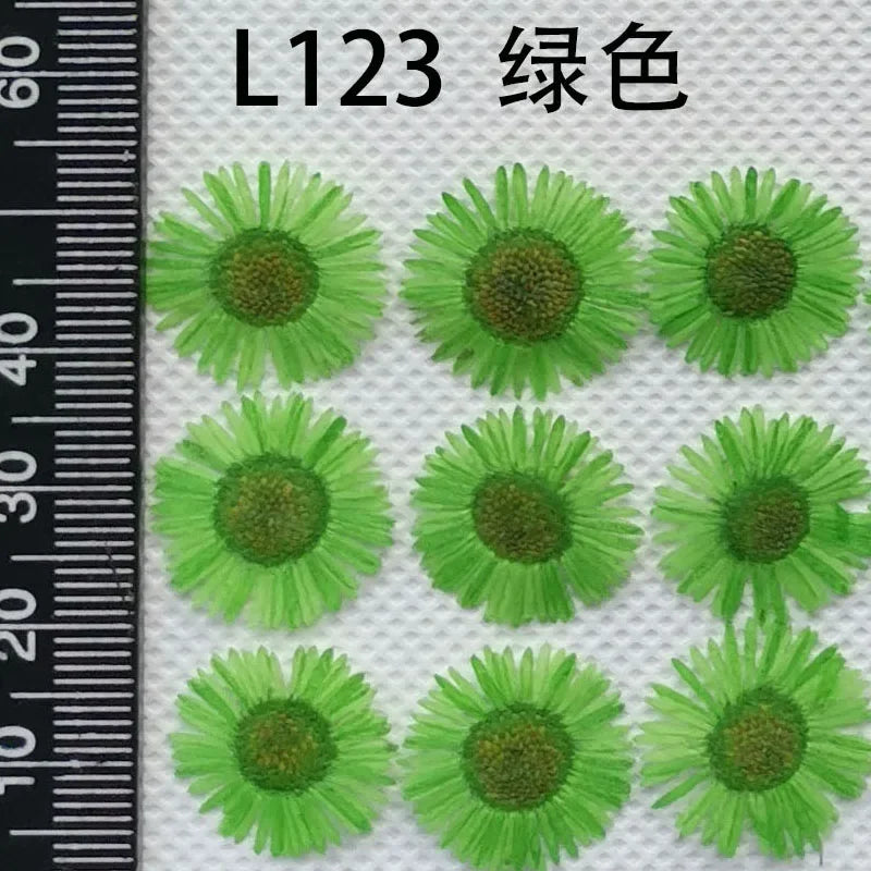 60pcs Pressed Dried Erigeron Annuus Flower Plants Herbarium For Wedding Party Home Pendant Necklace Craft DIY Accessories