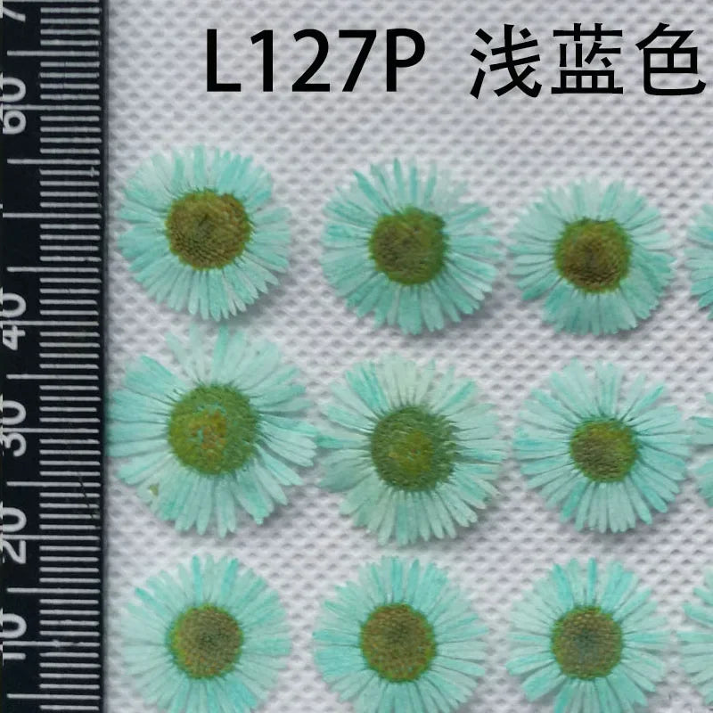 60pcs Pressed Dried Erigeron Annuus Flower Plants Herbarium For Wedding Party Home Pendant Necklace Craft DIY Accessories