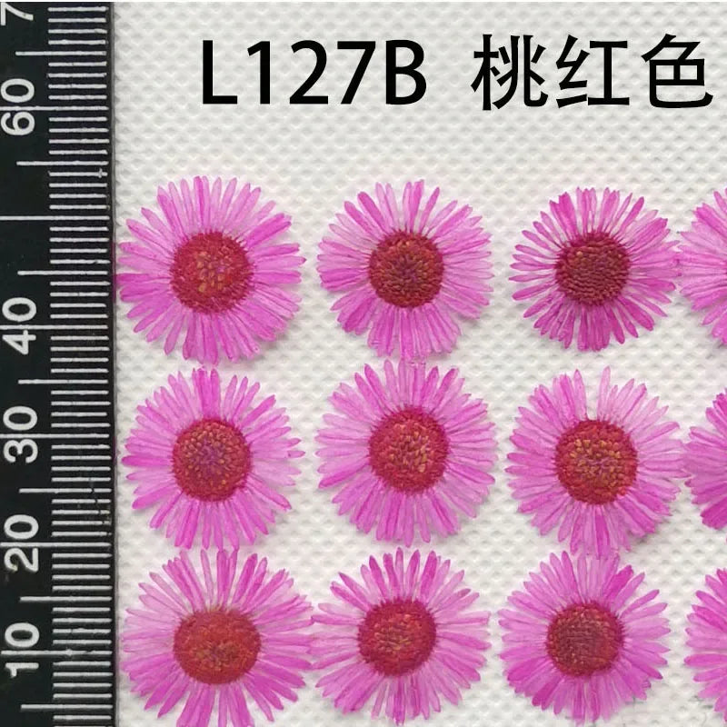 60pcs Pressed Dried Erigeron Annuus Flower Plants Herbarium For Wedding Party Home Pendant Necklace Craft DIY Accessories