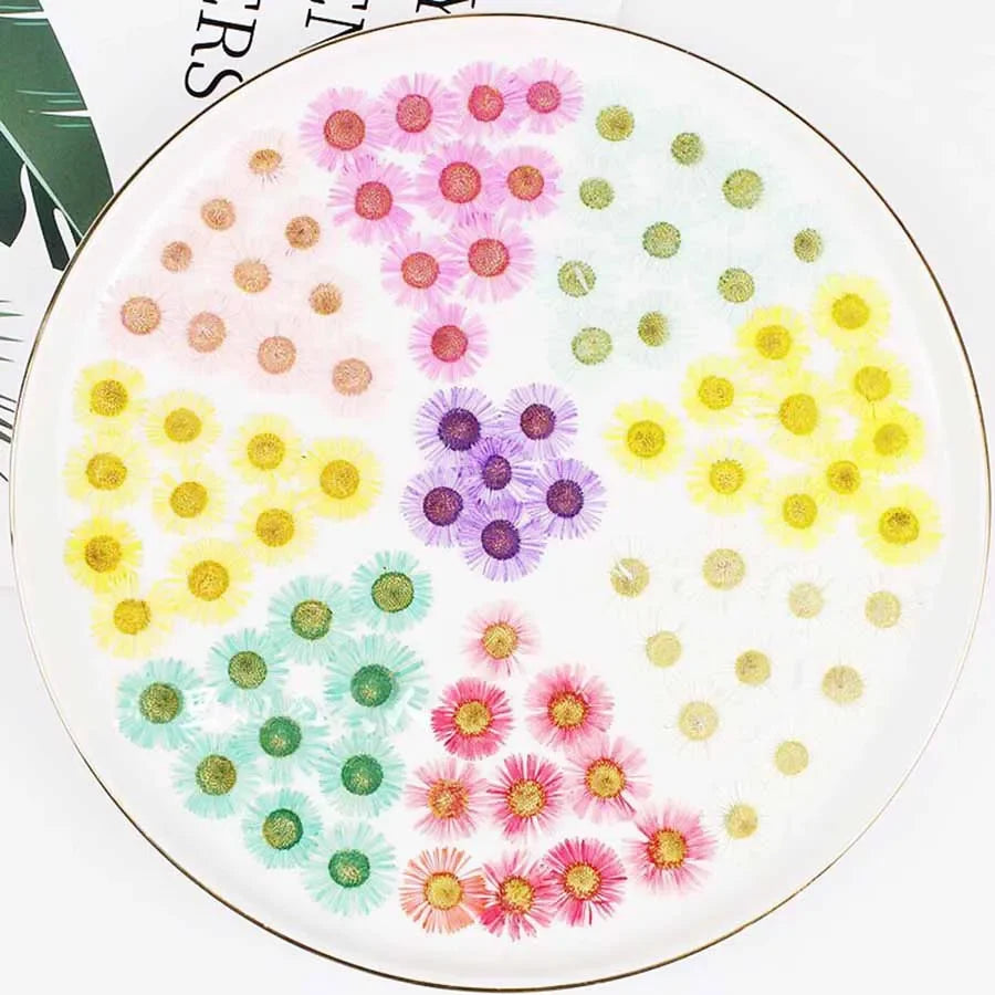 60pcs Pressed Dried Erigeron Annuus Flower Plants Herbarium For Wedding Party Home Pendant Necklace Craft DIY Accessories