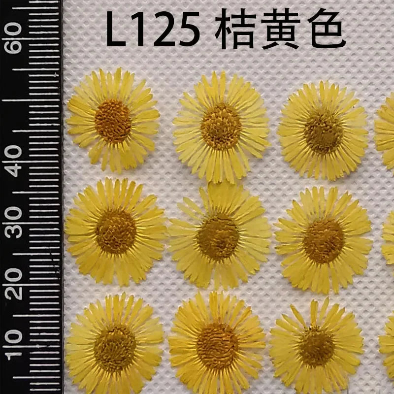 60pcs Pressed Dried Erigeron Annuus Flower Plants Herbarium For Wedding Party Home Pendant Necklace Craft DIY Accessories
