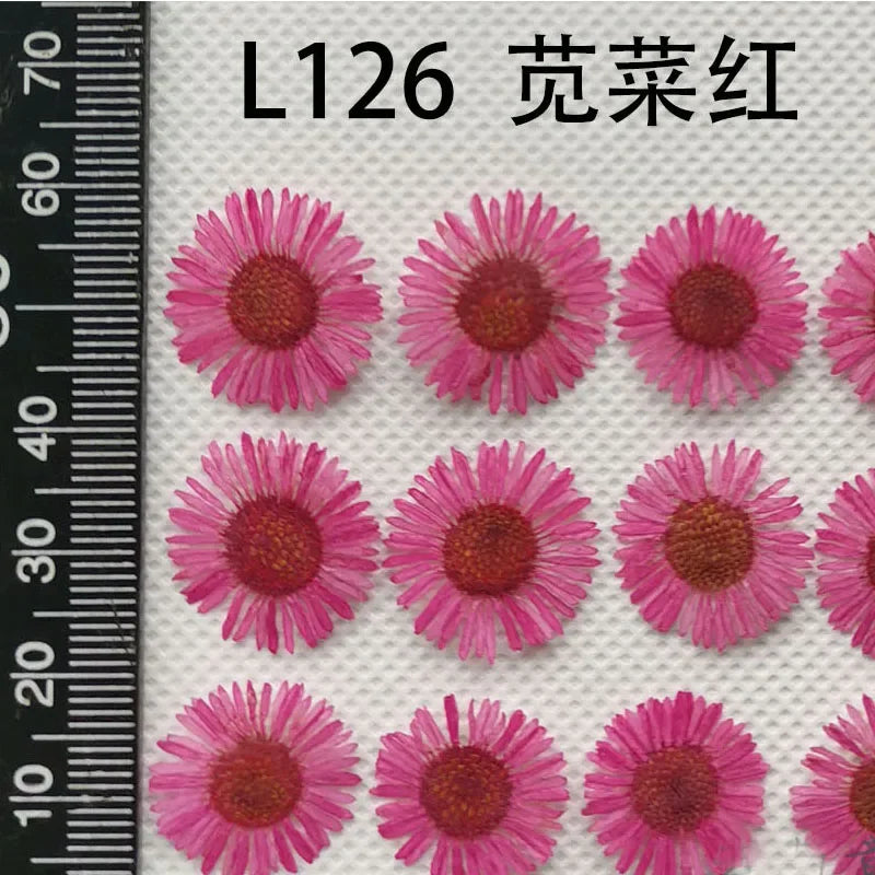 60pcs Pressed Dried Erigeron Annuus Flower Plants Herbarium For Wedding Party Home Pendant Necklace Craft DIY Accessories