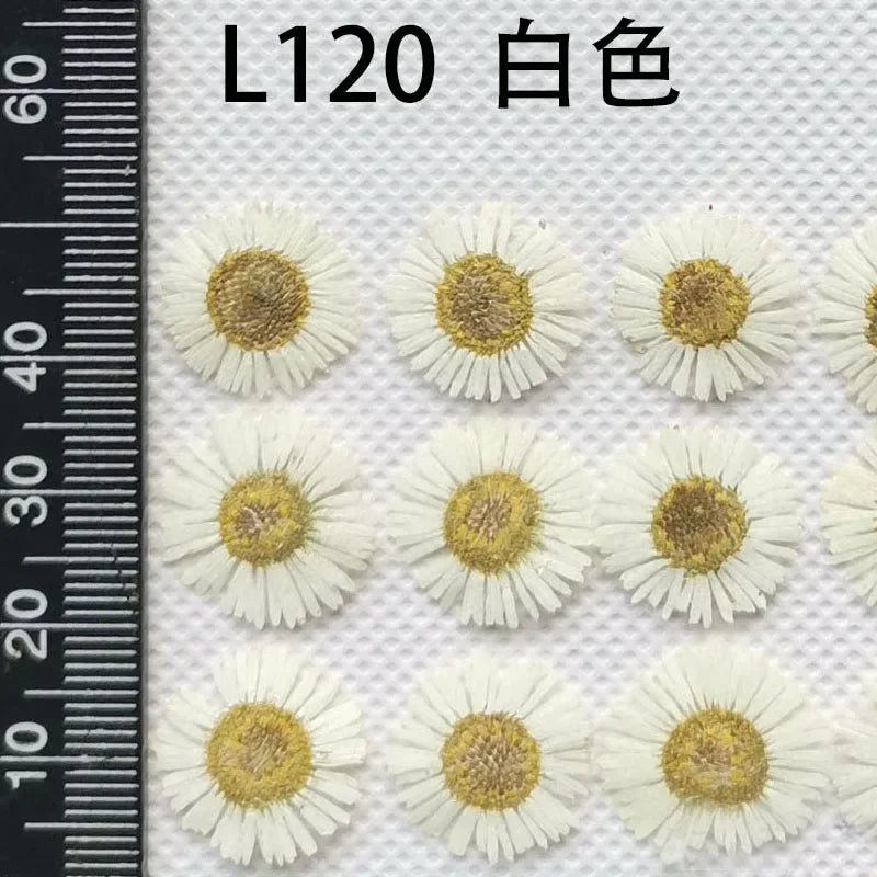 60pcs Pressed Dried Erigeron Annuus Flower Plants Herbarium For Wedding Party Home Pendant Necklace Craft DIY Accessories