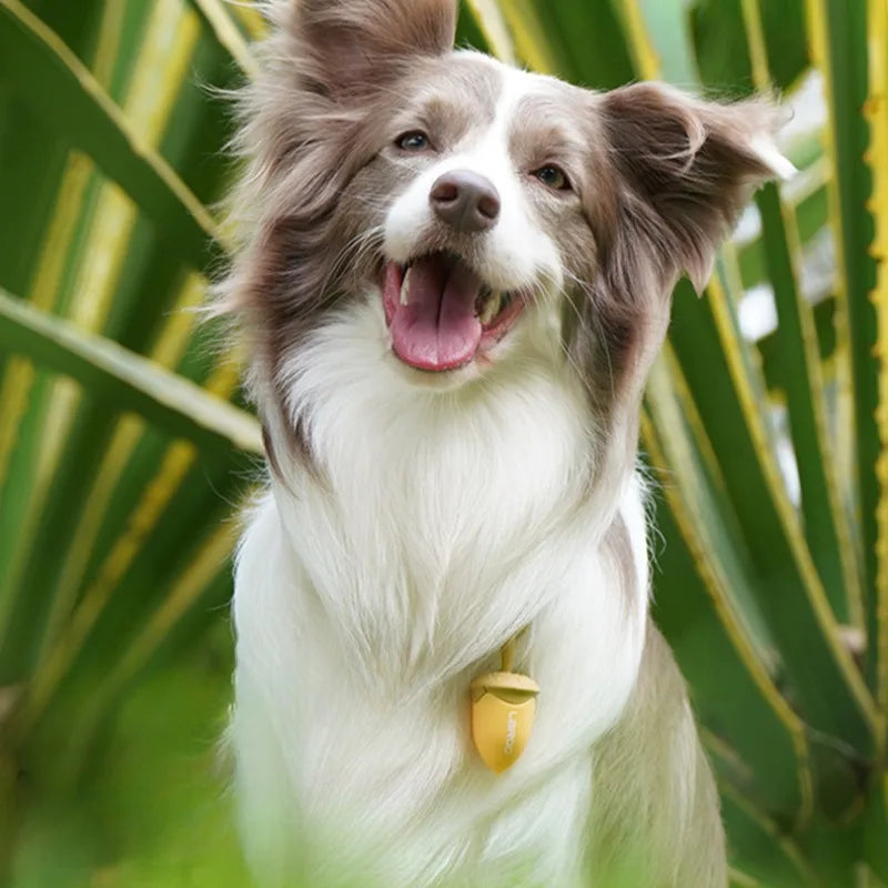 Dog Glow-in-the Dark Pendant Walk Dogs Pet Fun Led Rechargeable Pendants Waterproof Night Prevent Lost Pet Products Accessories