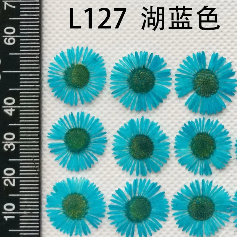 60pcs Pressed Dried Erigeron Annuus Flower Plants Herbarium For Wedding Party Home Pendant Necklace Craft DIY Accessories